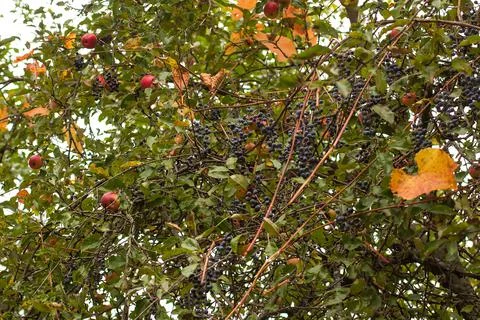 Old apple tree with red apples entwined with grapes with ripe blue berries an Stock Photos