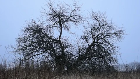Old apple tree, snow and rain, late autumn image Stock Footage 119173812