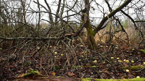 Old apple trees in an abandoned garden Stock Footage 119216820