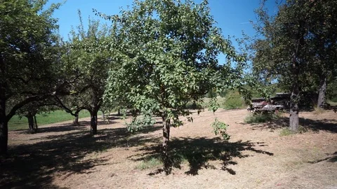 Old apple trees on the edge of a field path Stock Footage 115638165