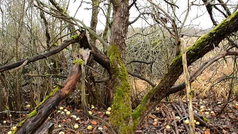 Old apple trees, fallen apples Stock Footage 119217004