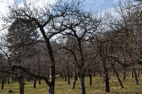 Old apple trees stand with bare twisted branches in a dormant orchard durin.. Stock Photos