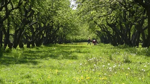 Old apple trees in the summer beautiful park Stock Footage 108775131