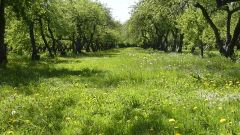 Old apple trees in the summer beautiful park Stock Footage 108775174