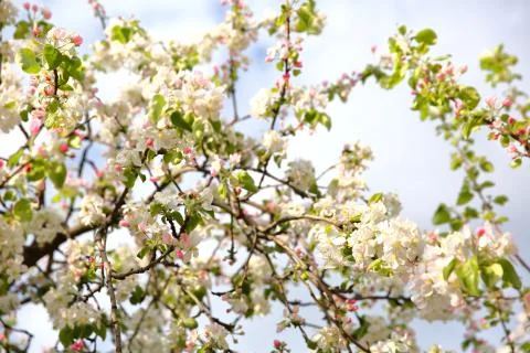 The old apple variety blossomed again in early spring. Foto stock