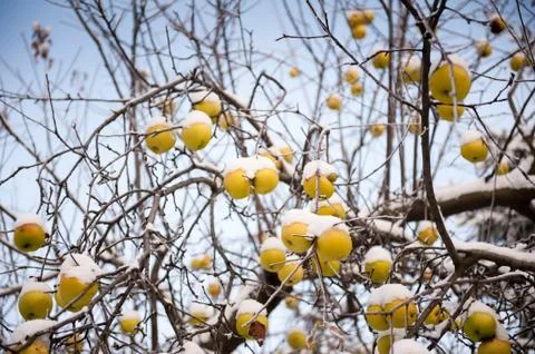 Old apples sag on tree in snow in wintertime Stock Photos