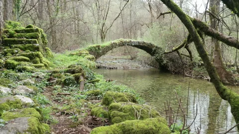 Old arch bridge in the forest, made of stone, covered in grass and green moss Stock Footage 212305320