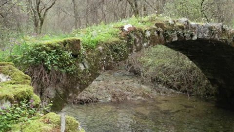 Old arch bridge in the forest, made of stone, covered in grass and green moss Stock Footage 212380420