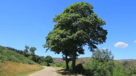 Old ash tree isolated on the edge of a road. France. Stock Footage 202281422