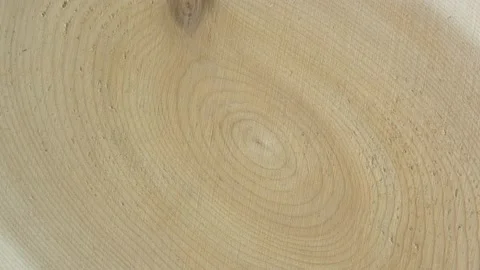 Old Ash tree rings texture close up. Wooden circle stump trunk background fro Stock Footage 171769405