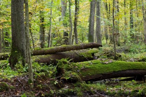 Old ash trees broken lying in fall Stock Photos