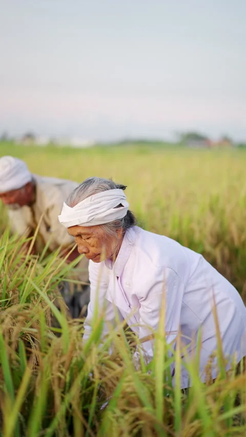Old asian rice farmer in developing country harvesting crop on farm Stock Footage 303701038