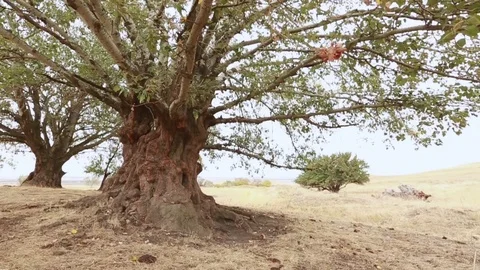 Old aspen tree trunk, roots and branches Video stock 90310041