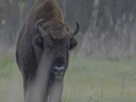 OLD AUROCHS STANDING IN FRONT OF THE FOREST, SLOW MOTION Stock Footage 69636232