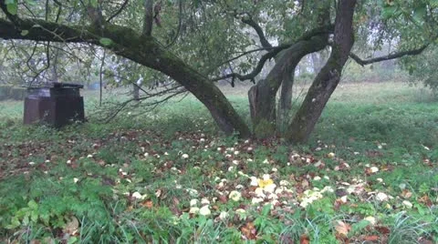 Old autumn apple tree trunk  and apples in garden Stock Footage 12354460