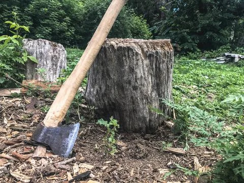 Old axe leaning against a tree stump in the forest Stock Photos