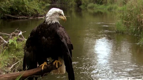 Old Bald eagle sitting in a wood log near river Stock Footage 80681545