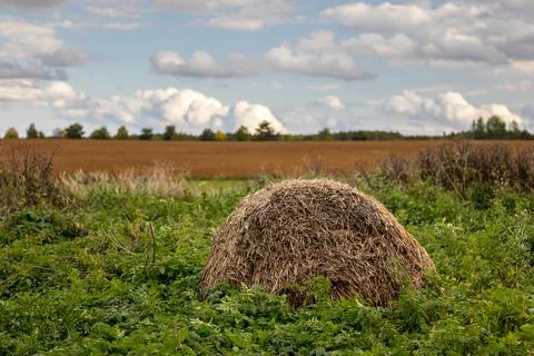 Old bale of straw in grass Stock Photos