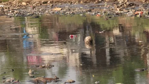 Old Ball Floating Through Trash-Filled River In Slum Vídeo Stock 267437935