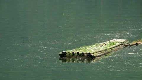 Old bamboo boat in the lake Stock Footage 319967075