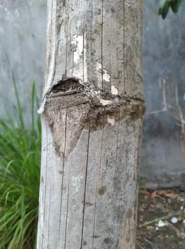 Old bamboo close up texture Stock Photos