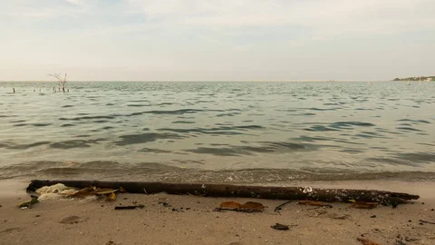 Old bamboo in the sand on the beach. Stock Footage 87027609