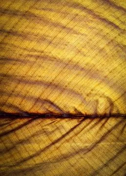 Old banana leaf texture Stock Photos