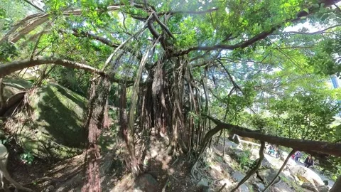 Old banyan Stock Footage 232659384