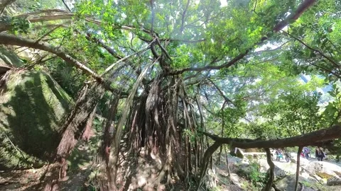Old banyan Stock Footage 232659386
