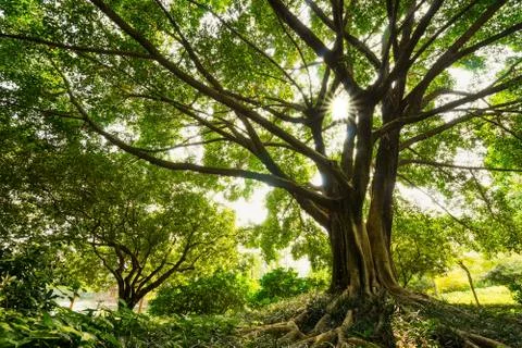 Old banyan Stock Photos