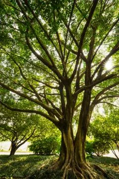 Old banyan Stock Photos