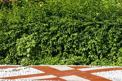 Old Banyan Tree with Complex Network of Hanging Aerial Roots and Thick Text.. Stock Photos