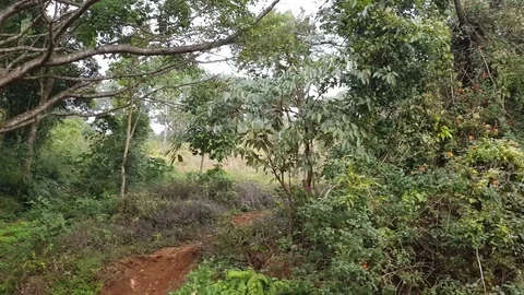 Old banyan tree in north-east India Stock Footage 83634675