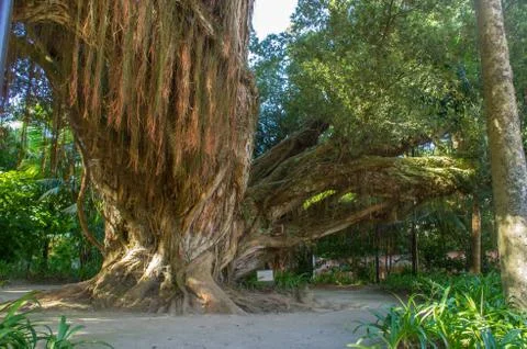 Old banyan tree Stock Photos