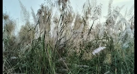 Old banyan tree with root and branch Video stock 319053328