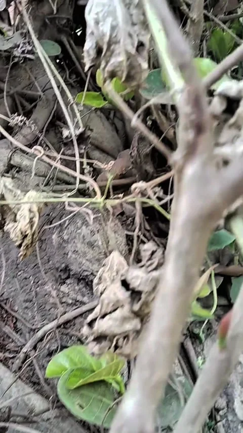 Old banyan tree with root and branch 스톡 동영상 319053332