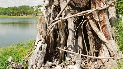 Old Banyan Tree trunk with Exposed Roots by a Calm Lakeside Scenery. View up to Stock Footage 306475605