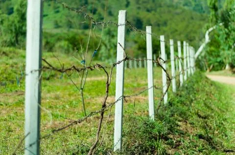 Old barb wire fence with grass in field Stock Photos