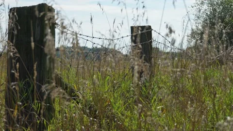Old barbed wire fence in a grassy field with wind blowing and grass moving Stock Footage 208577457