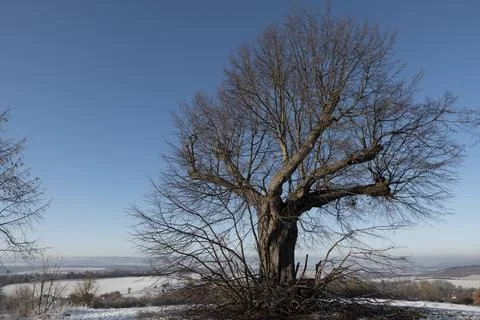 Old, bare lime tree on a hill in front of a snow-covered valley Stock Photos