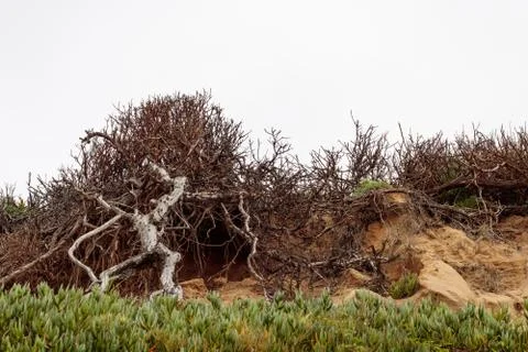 Old bare tree with branches climbing up rocky rough sandstone hillside with Stock Photos