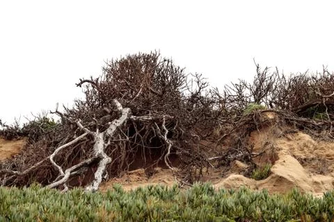 Old bare tree with branches climbing up rocky rough sandstone hillside with Stock Photos