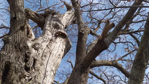 Old bare tree - trunk, limbs, branches and twigs in a big crown of deciduous Stock Footage 232957818