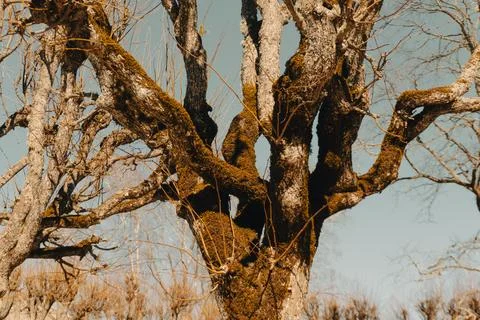 Old bare tree trunk with moss and twisted branches Stock Photos