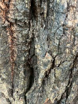 Old bark background-1 (2) Stock Photos