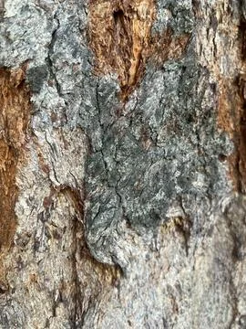 Old bark background-1 (9) Stock Photos