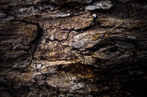 Old bark cut tree trunk wood texture, close-up background pattern Stock Photos