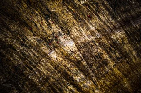 Old bark cut tree trunk wood texture, close-up background pattern Stock Photos