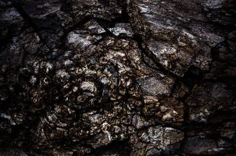 Old bark cut tree trunk wood texture, close-up background pattern Stock Photos