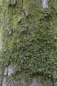 Old bark macro pattern covered with green moss close up Stock Photos